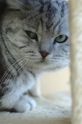 BRITISH SHORTHAIR 027